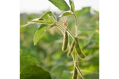 Soybean.
