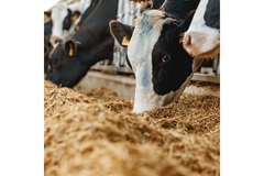 Cows feeding in a pen.