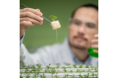 Image Scientist holding up a small lettuce plant.