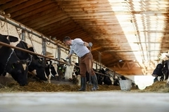 Image Cows.