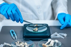 Image A researcher preparing psilocybin for treatment.