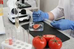 Image Non-genomic techniques being used on a tomato.