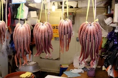 Image Octopuses.