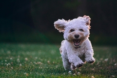 Image Cute dog running.