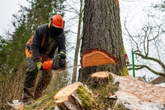 Deforestation.