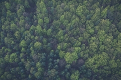 Image Forest.
