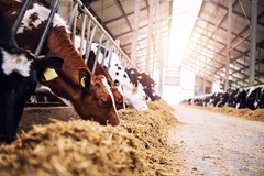 Image A cattle farm.