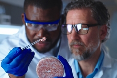 Image two male scientists examining cell based meat.