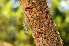 Chios mastic gum tree
