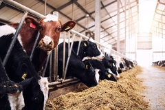 Image cows in a dairy barn.