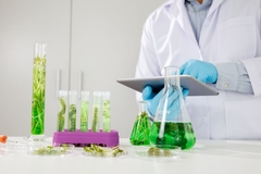 Image Algae research, alternative protein