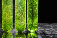 Image green algae in test tubes.