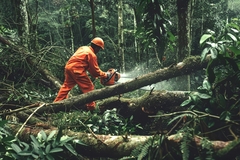 Deforestation.