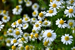 Image Chamomile flowers