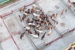 Image Aerial shot of horse meat farm in Argentina.