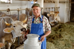 Image an old dairy farmer with cows.