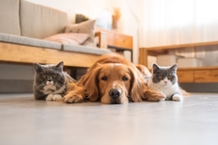 Image Two cats and a dog on the livingroom floor.