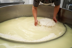 Image a man's hand separating whey from cheese in a factory.