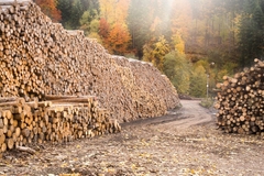Logging site.
