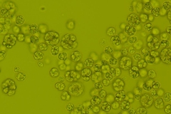 Image dsm-firmenich's Life’sDHA B54-0100