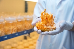 Image A scientist holding a bowl of cordyceps.