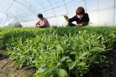 Image Stevia farmers.