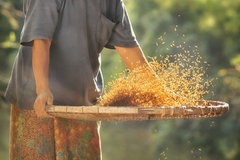 Image Rice Husks