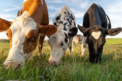 three cows grazing in the field.