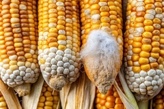 Image Corn affected by mycotoxin.