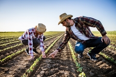 Image two male farmers examining soil in the field.