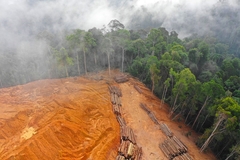 Image aerial view of trees cut down and laid on the ground.