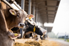 Image a cow looking into the camera in a cattle farm.