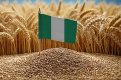 Image Nigerian flag on a wheat field.