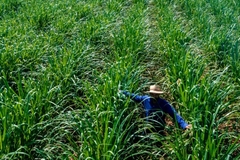Image A man in a hat in an agriculture field.