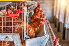 Image hens in a cage