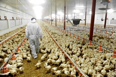 Image Chicken farm.