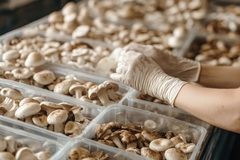 Mushrooms in plastic.