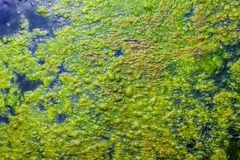Image Cyanobacteria (blue-green algae) on a lake.