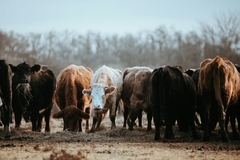 Cattle in a field