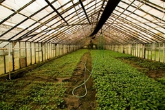 A hot house for cultivated plants