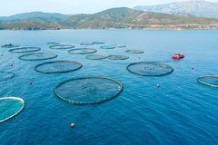 Image Salmon farming in the ocean