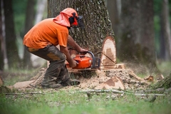 Image A person cutting a tree.