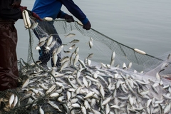 Image Fishing.