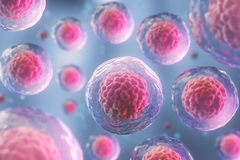 Stem cells