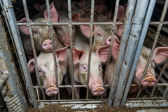 Image Pigs.