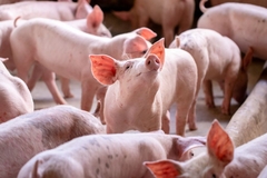 Image Piglets