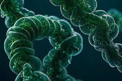 Image Algae