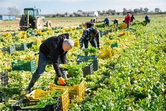Image A farm with farmers.