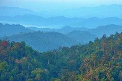 A high angle view of a forest.