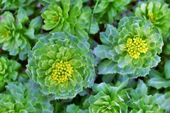 Image Rhodiola rosea